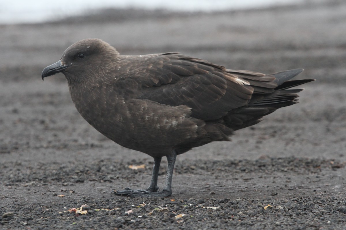 South Polar Skua - James (Jim) Holmes