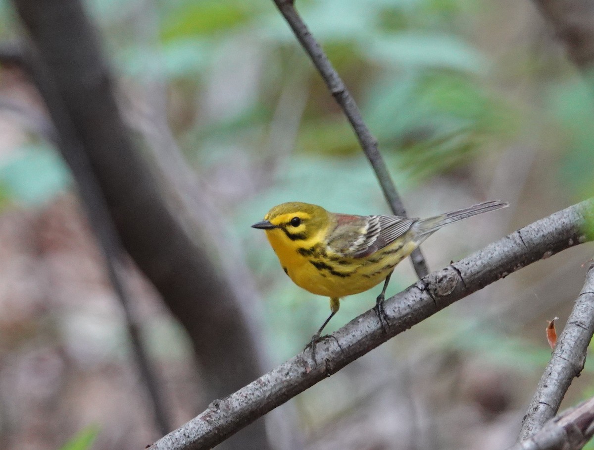 Prairie Warbler - Peter Reisfeld