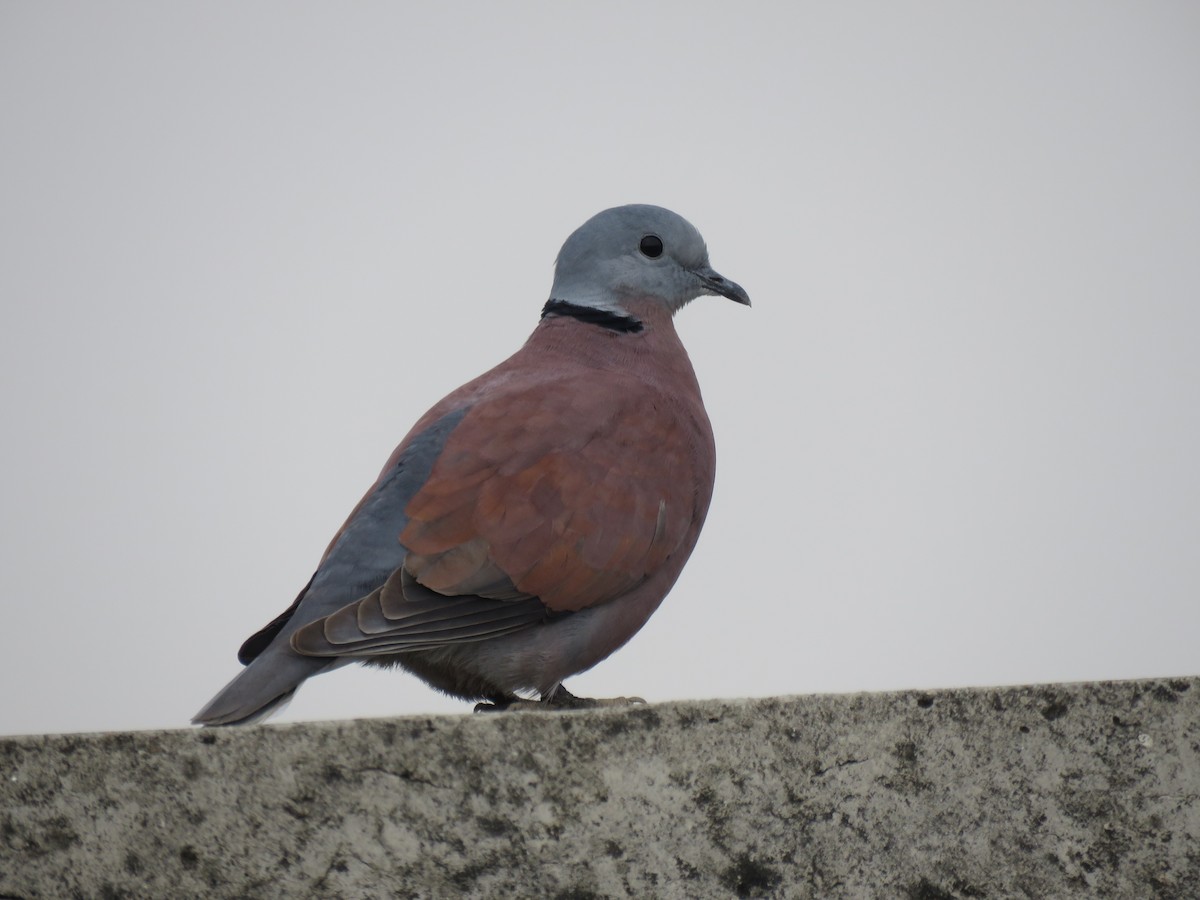 Red Collared-Dove - ML98747421