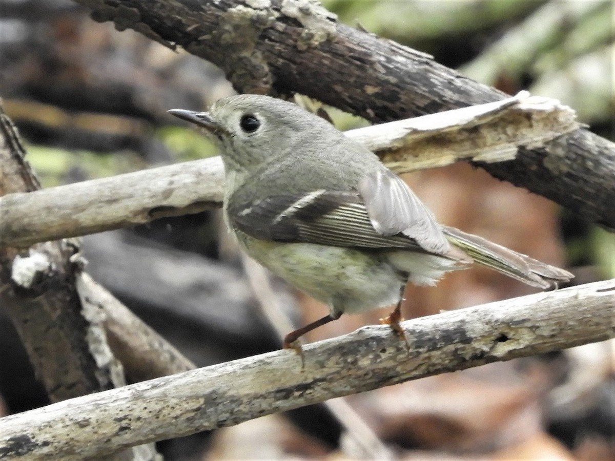 Ruby-crowned Kinglet - ML98747901
