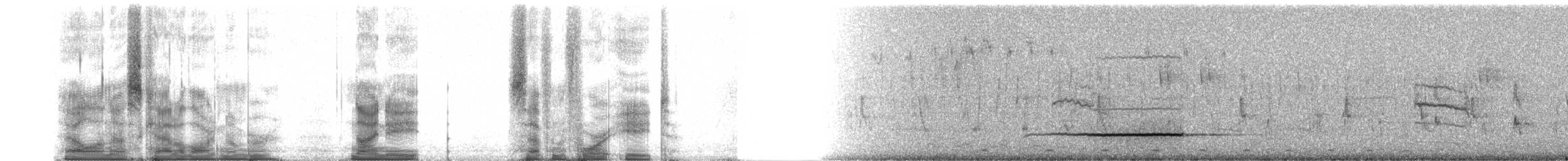 Vanga écorcheur (cetera) - ML98748