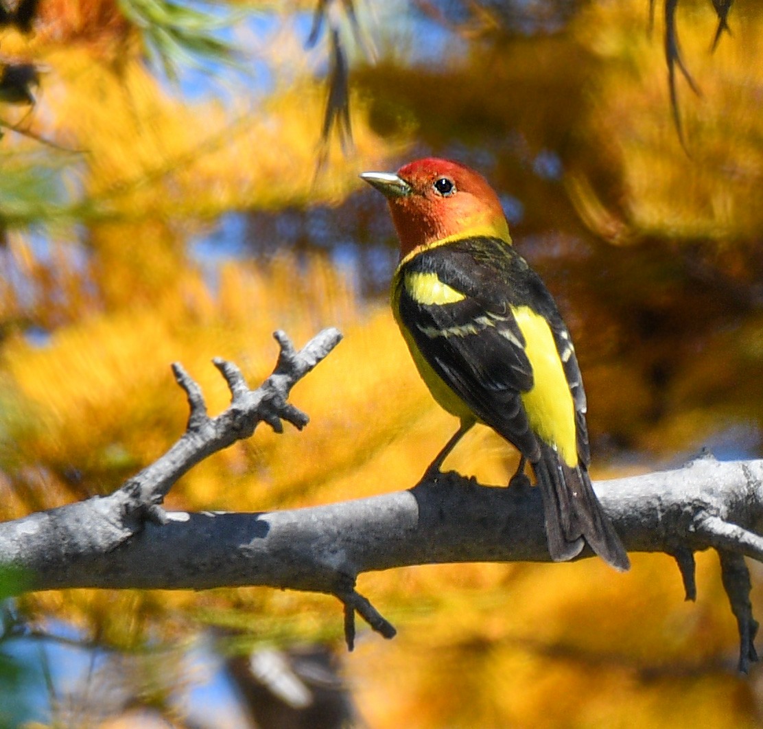Western Tanager - ML98749081