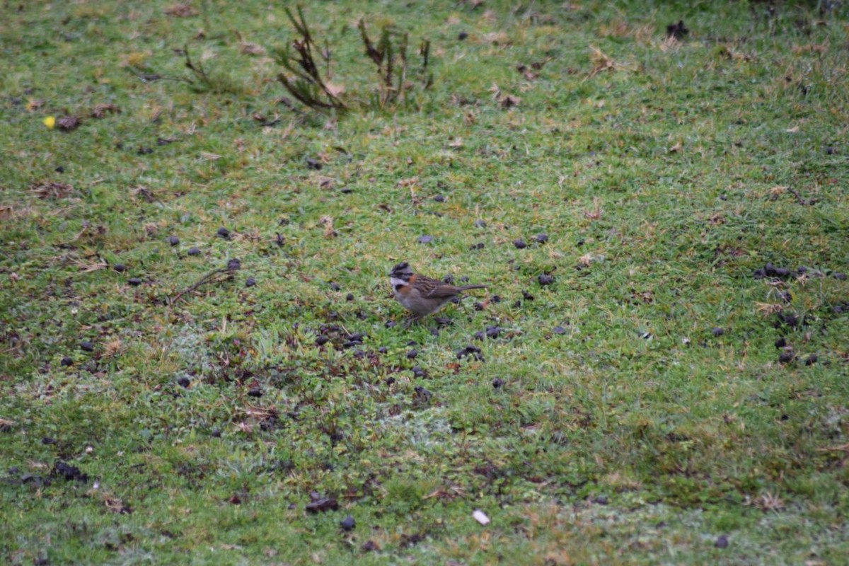 Rufous-collared Sparrow - ML98750401