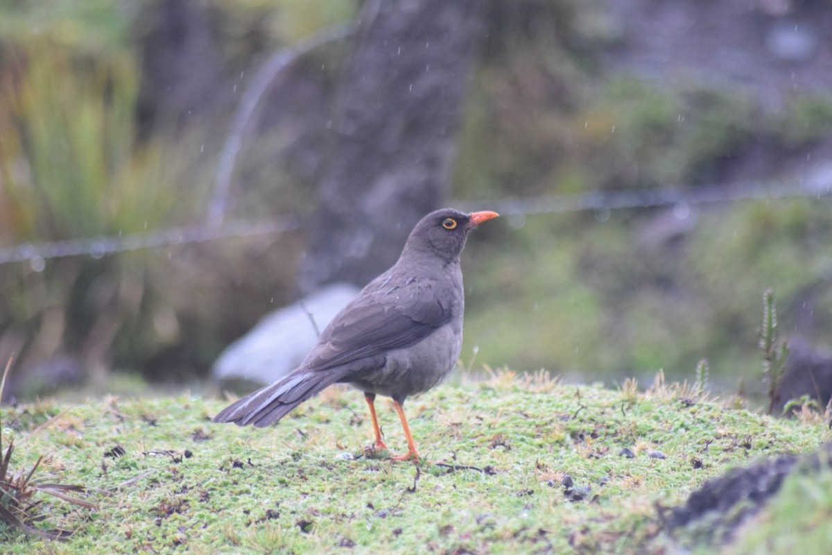 Great Thrush - ML98750611