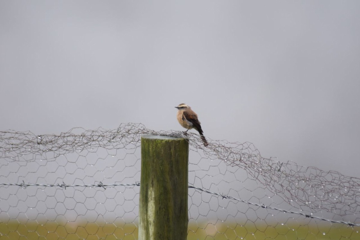 Brown-backed Chat-Tyrant - ML98751101