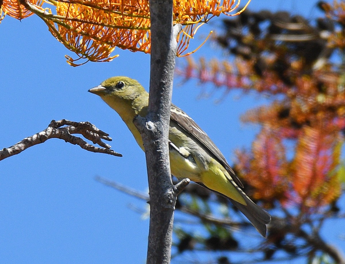 Western Tanager - ML98751591