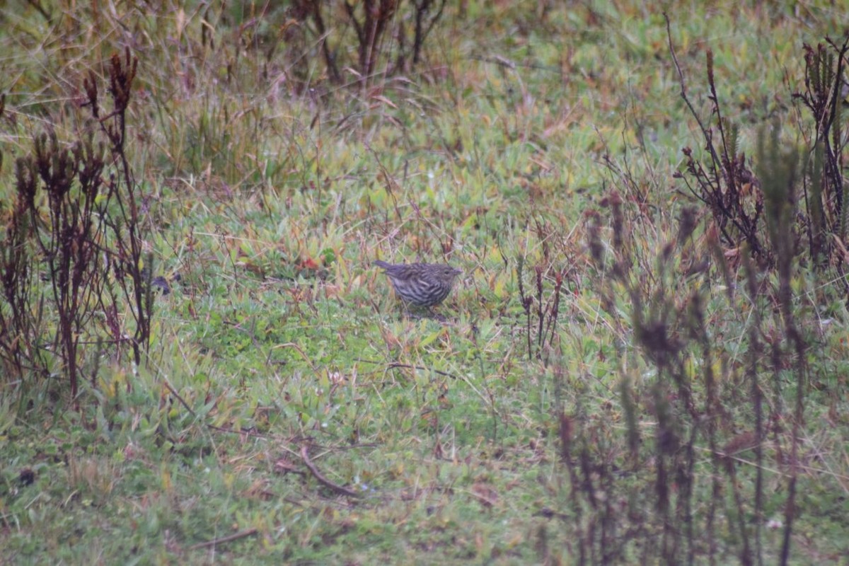 Plumbeous Sierra Finch - ML98751831