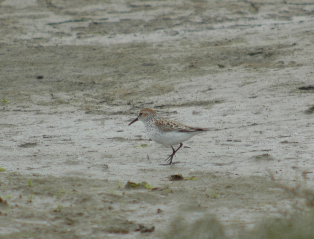 Western Sandpiper - ML98751951