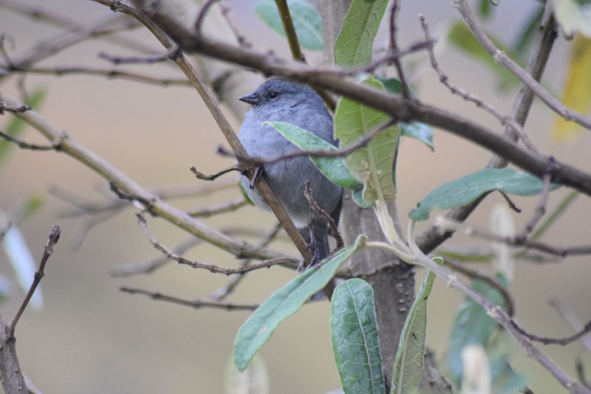 Plumbeous Sierra Finch - ML98752021