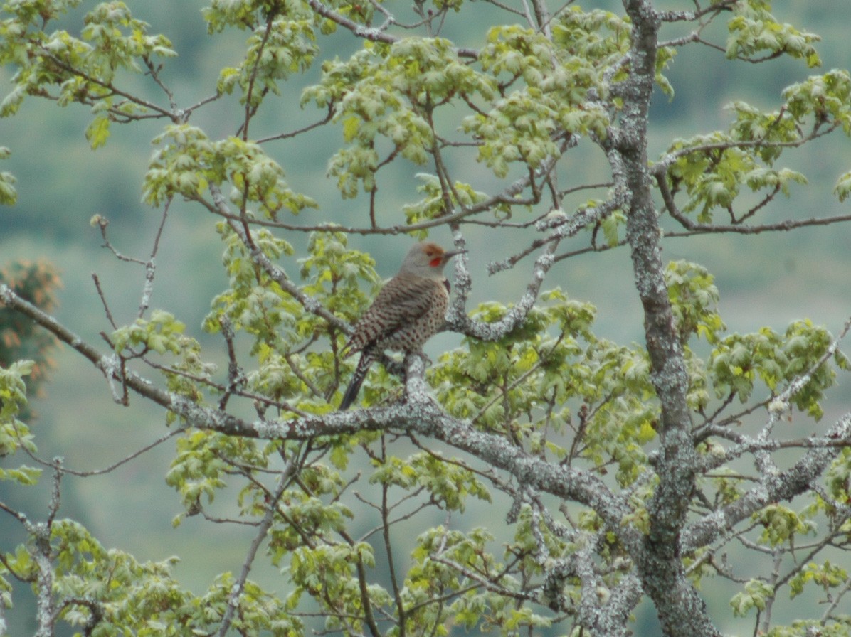 Northern Flicker - ML98752091