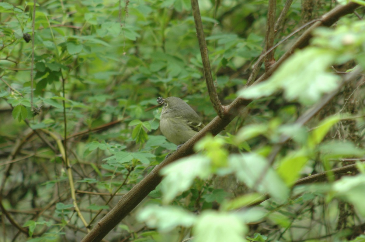 Hutton's Vireo - ML98752171