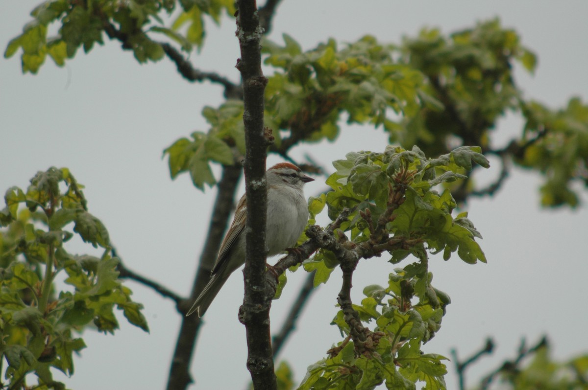 Chipping Sparrow - ML98752291