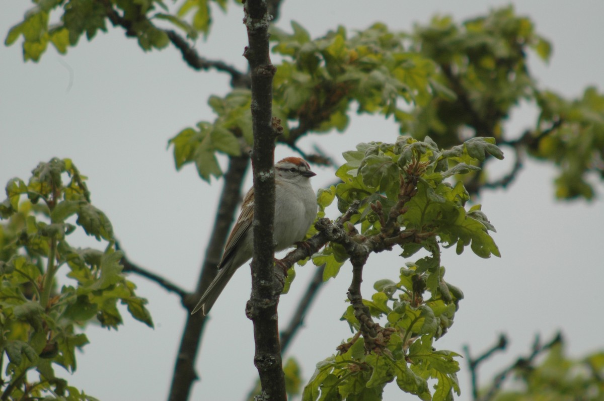 Chipping Sparrow - ML98752301