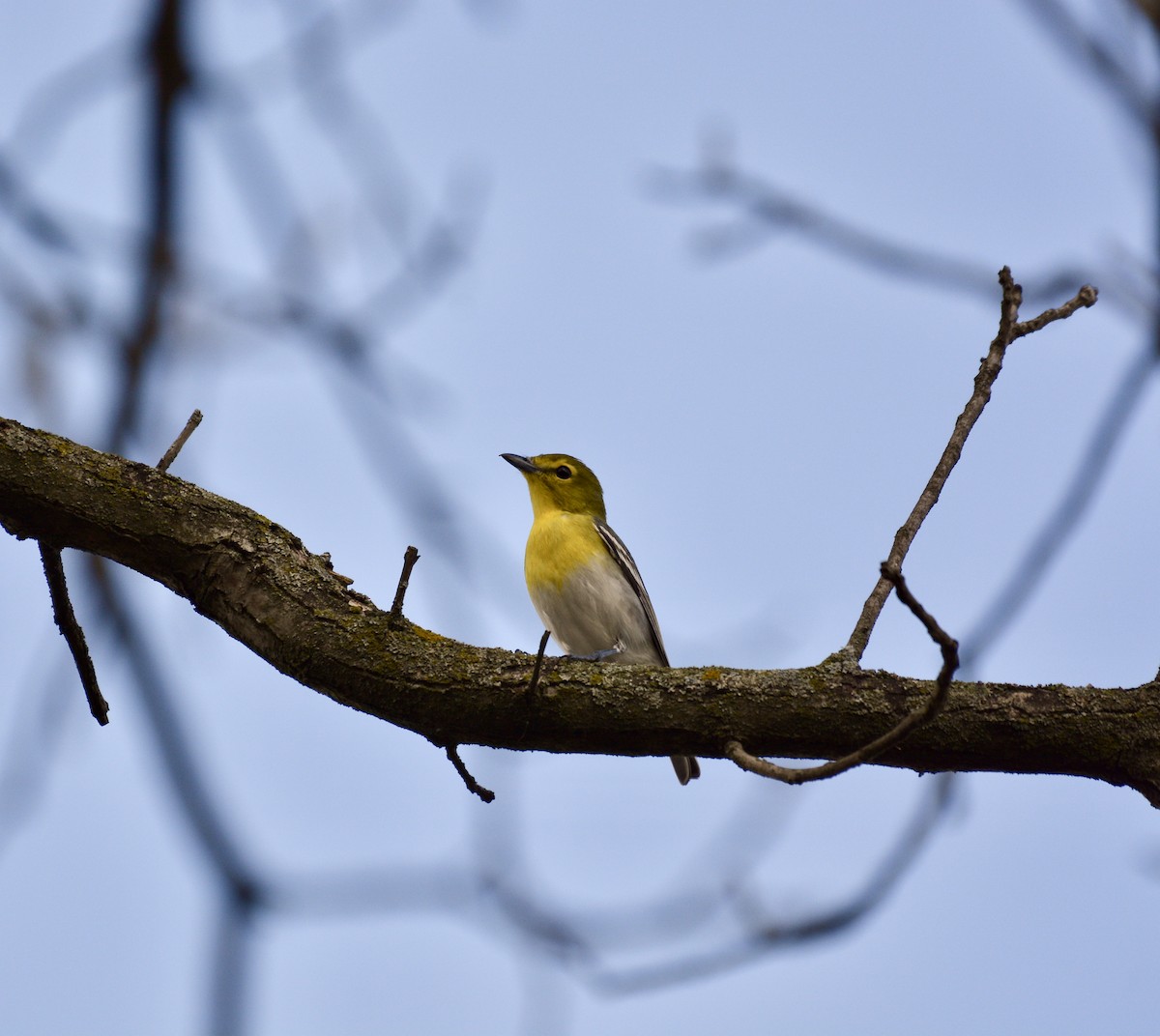 Yellow-throated Vireo - ML98752351