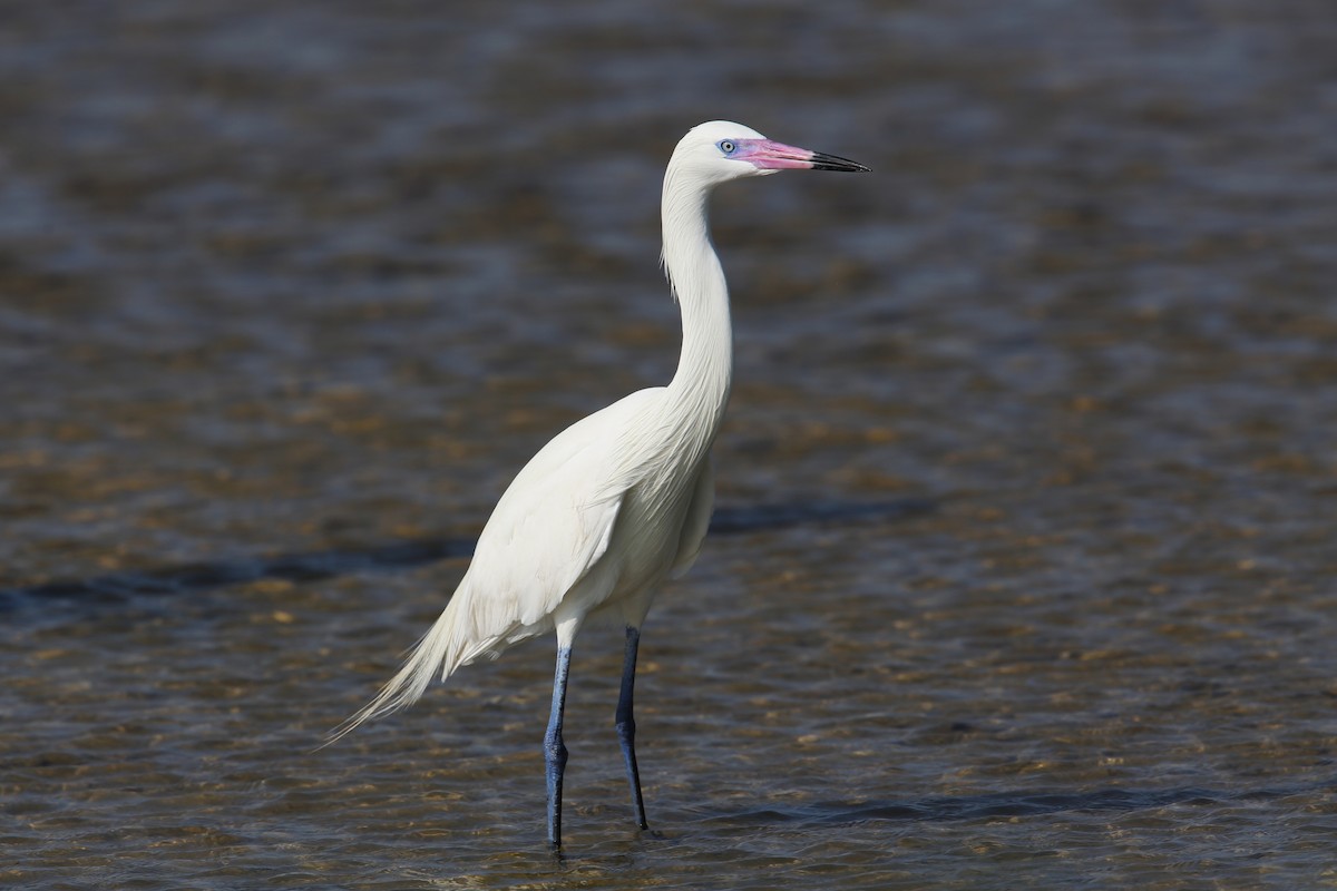 Reddish Egret - ML98752361