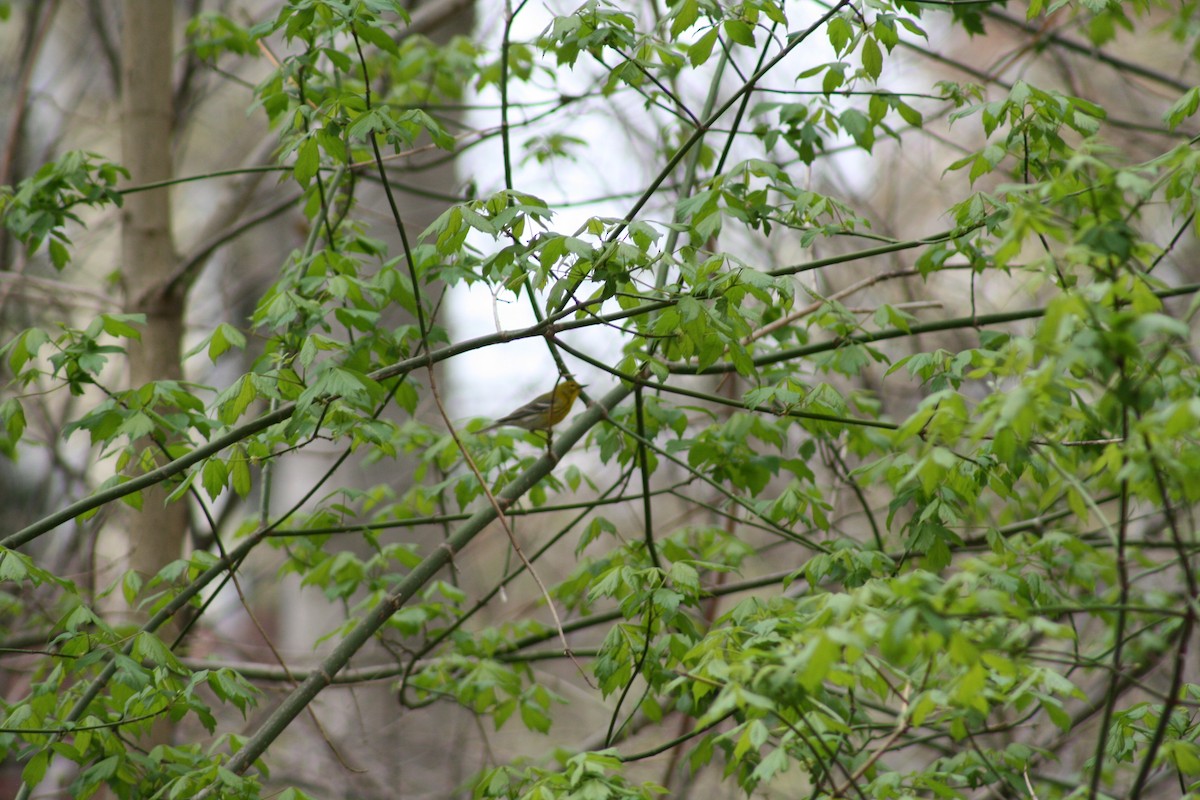 Pine Warbler - ML98756301