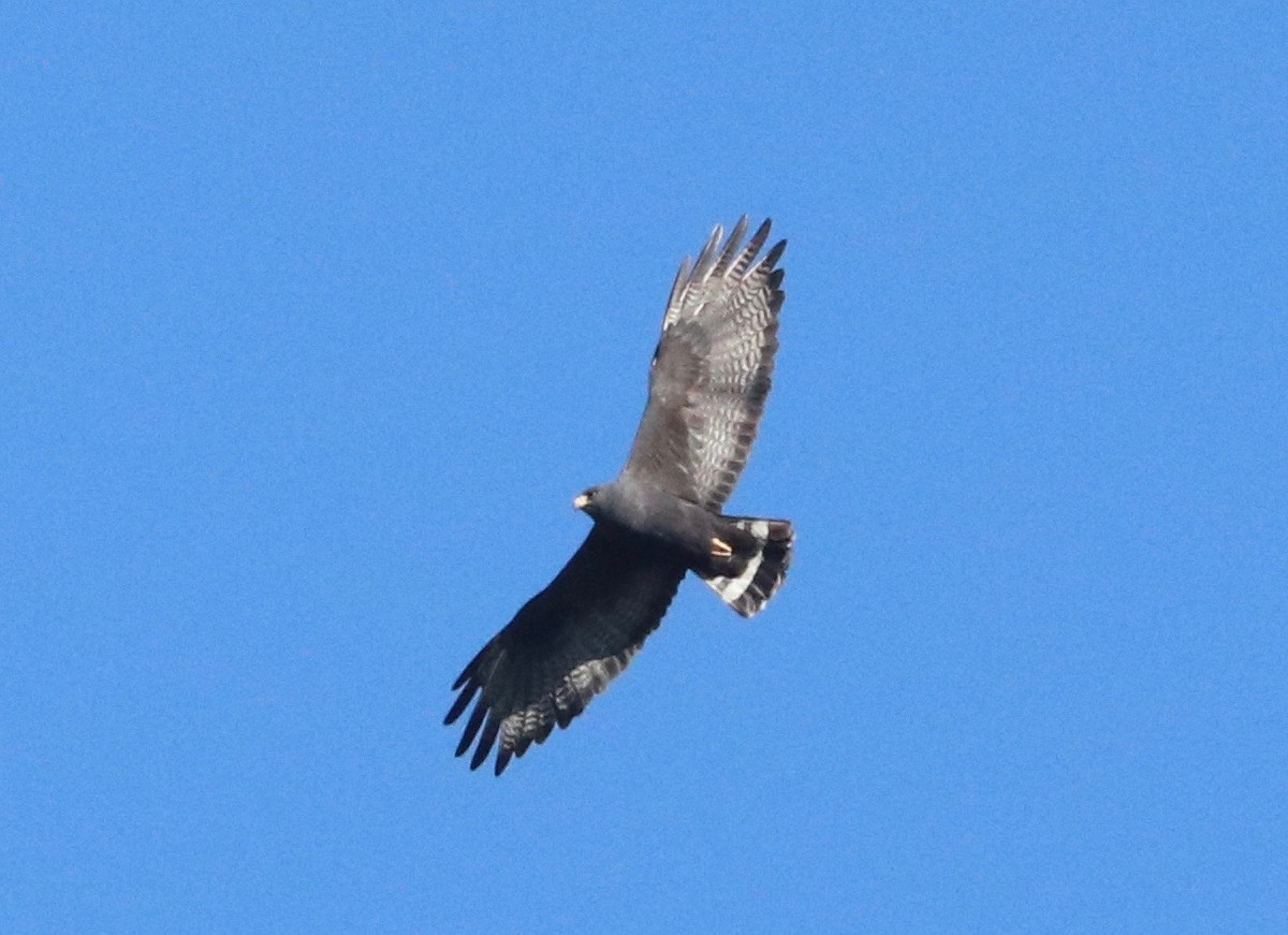 Zone-tailed Hawk - Karl Overman