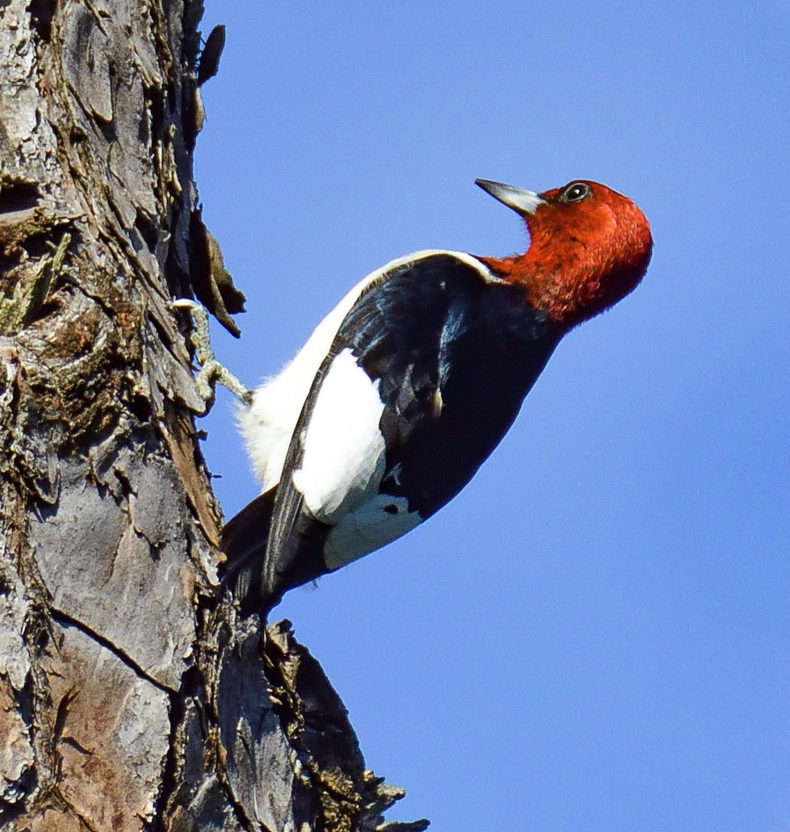 Red-headed Woodpecker - ML98758721