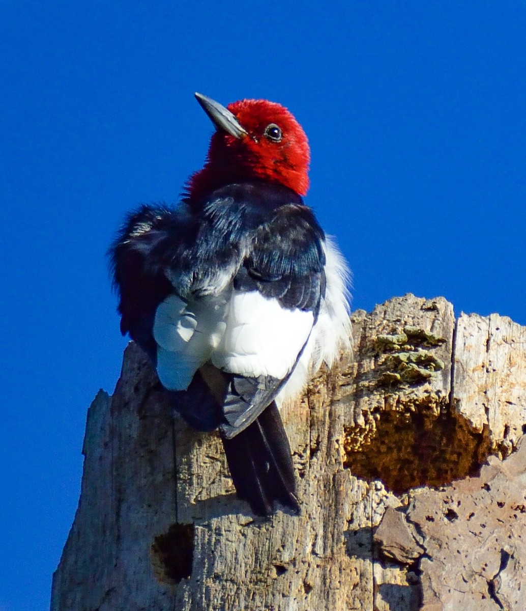 Red-headed Woodpecker - ML98758731