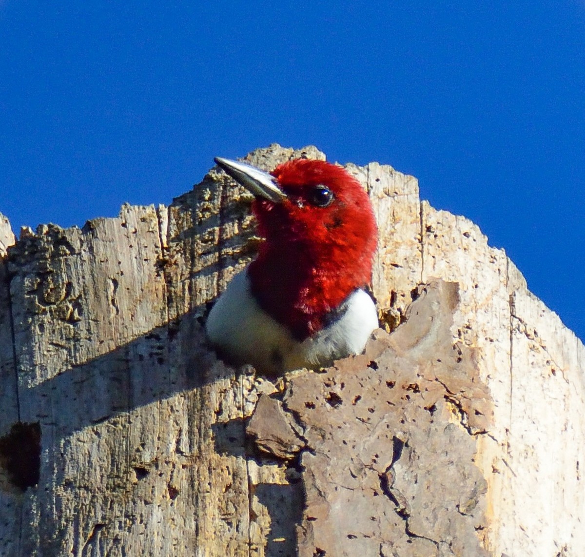 Red-headed Woodpecker - ML98758741