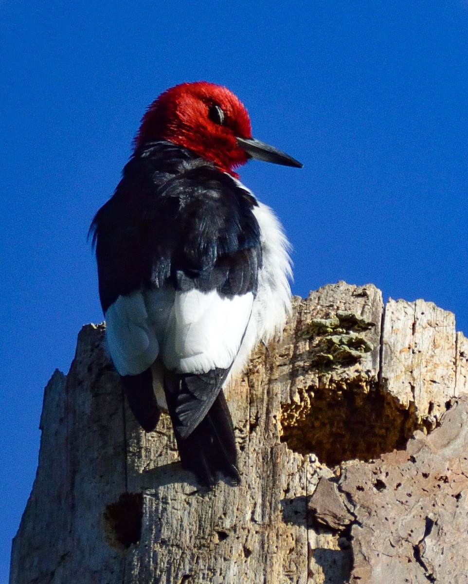 Red-headed Woodpecker - ML98758751