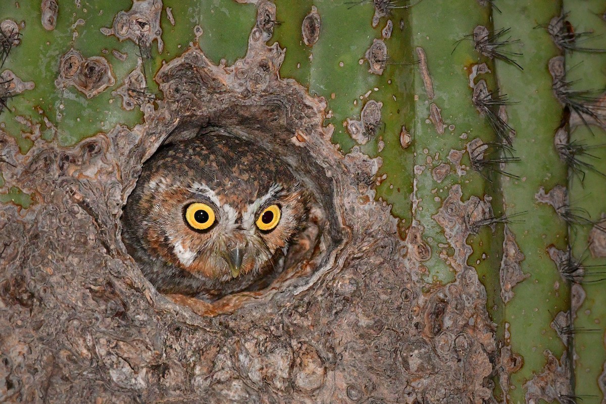 Elf Owl - Bryan Calk