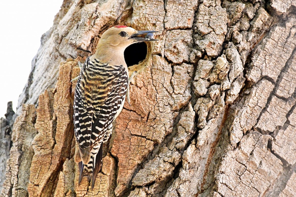 Gila Woodpecker - ML98760211