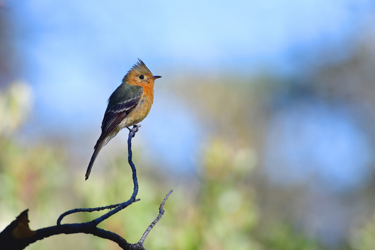 Tufted Flycatcher - Bryan Calk