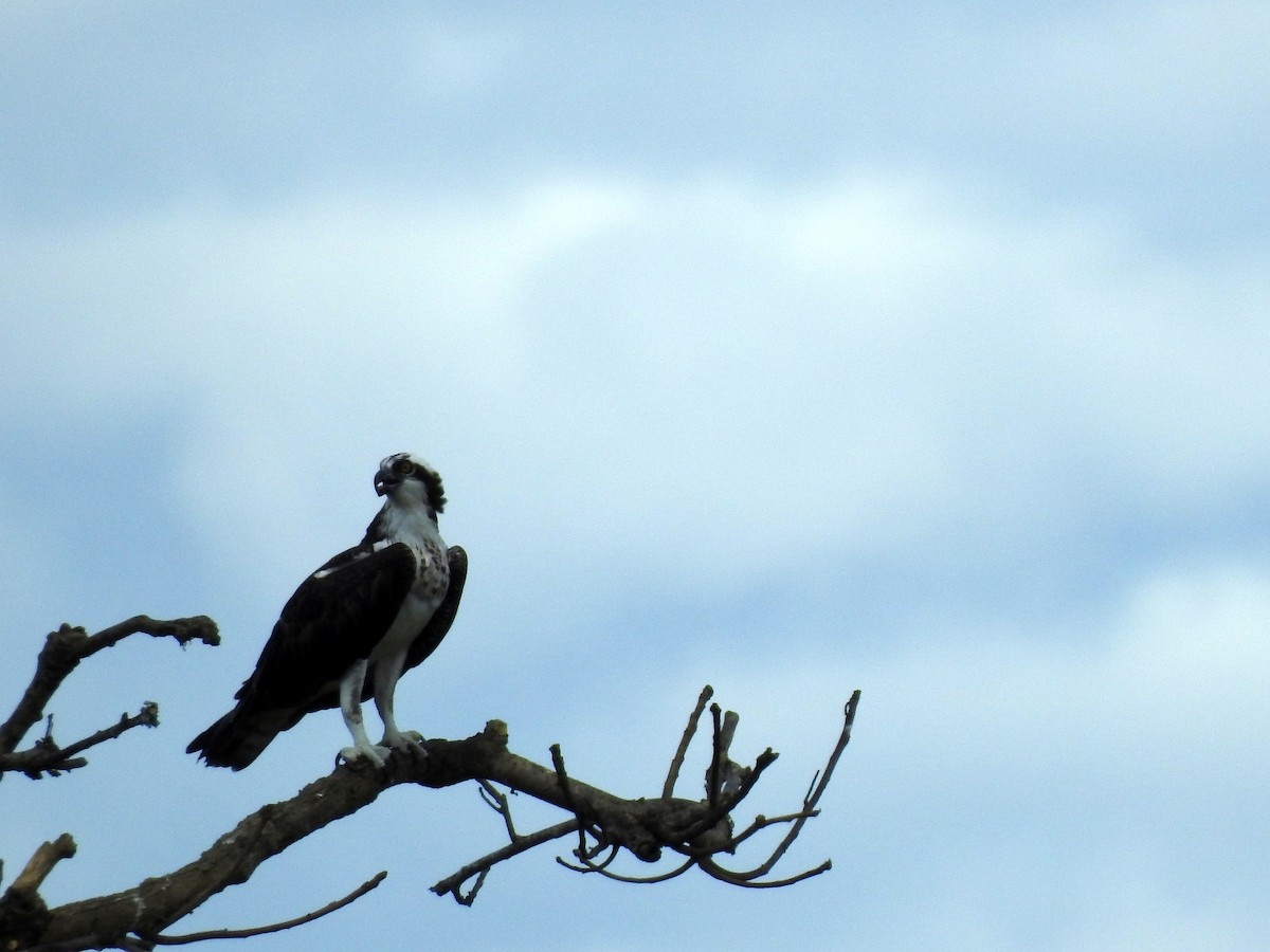 Osprey - ML98761941