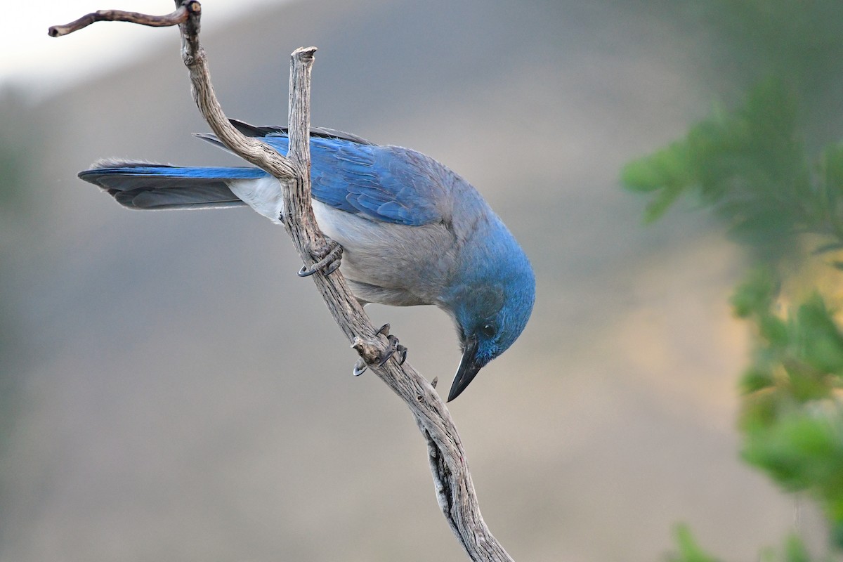 Mexican Jay (Arizona) - ML98763391