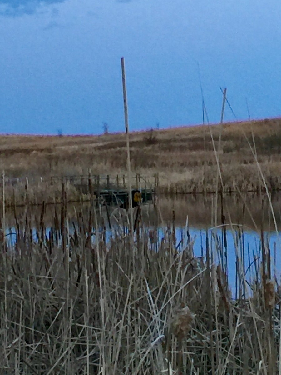 Brillenstärling - ML98764321