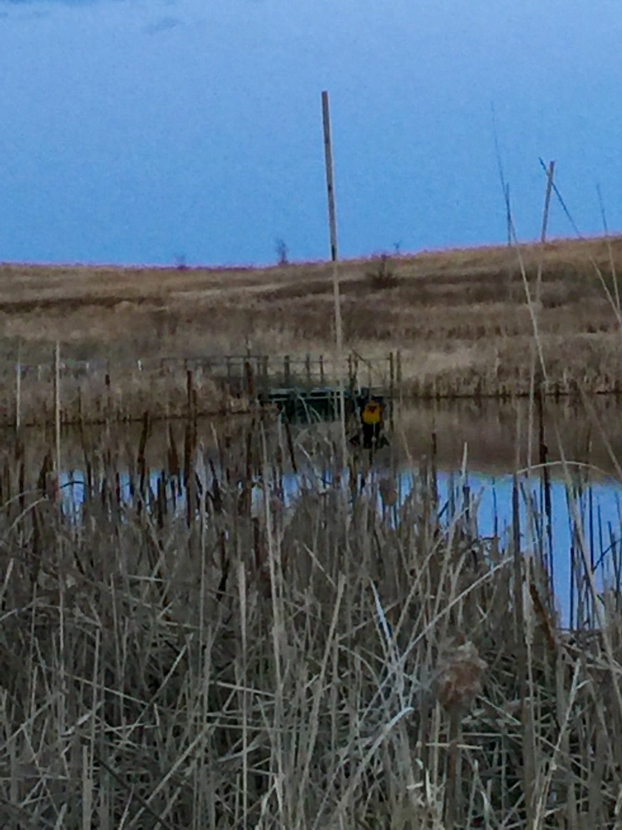 Brillenstärling - ML98764331