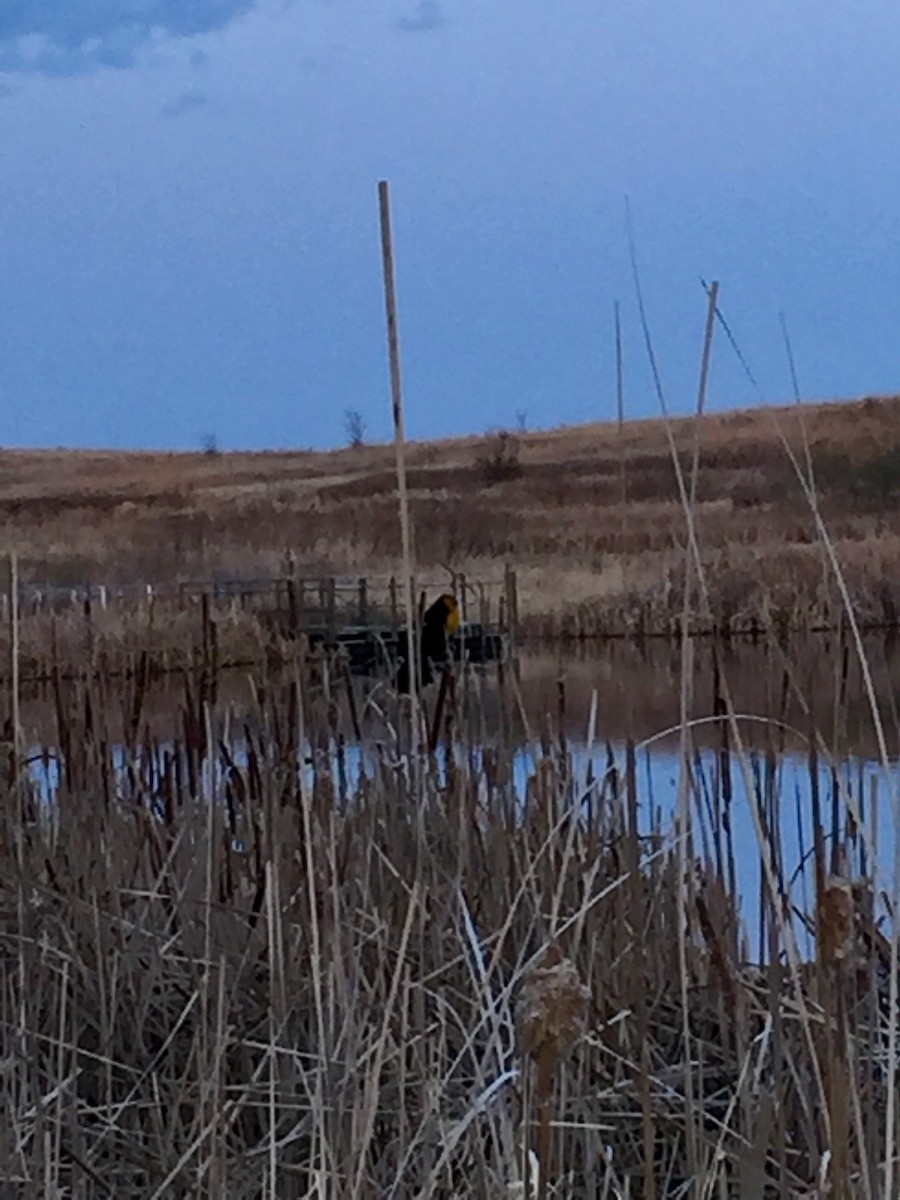 Brillenstärling - ML98764341