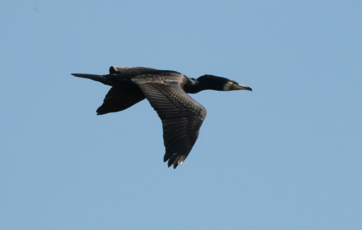 Great Cormorant - ML98764401