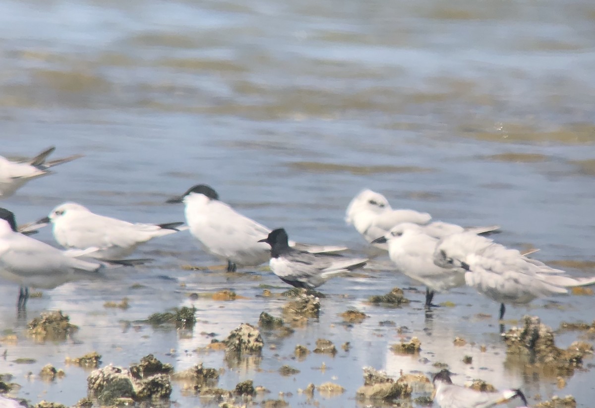 White-winged Tern - ML98764601