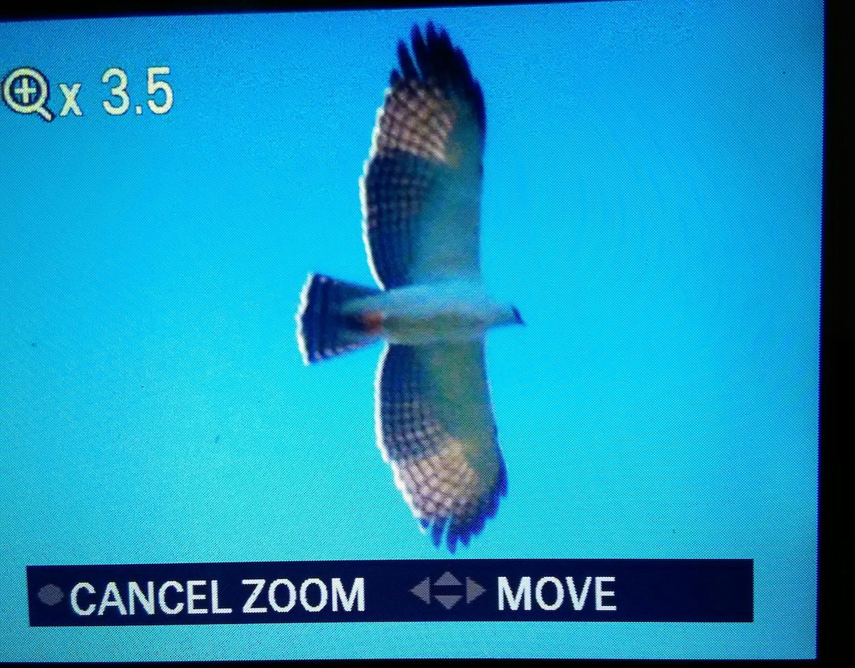 Black-and-white Hawk-Eagle - ML98764621