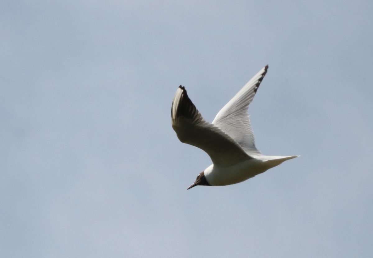 Mouette rieuse - ML98764631