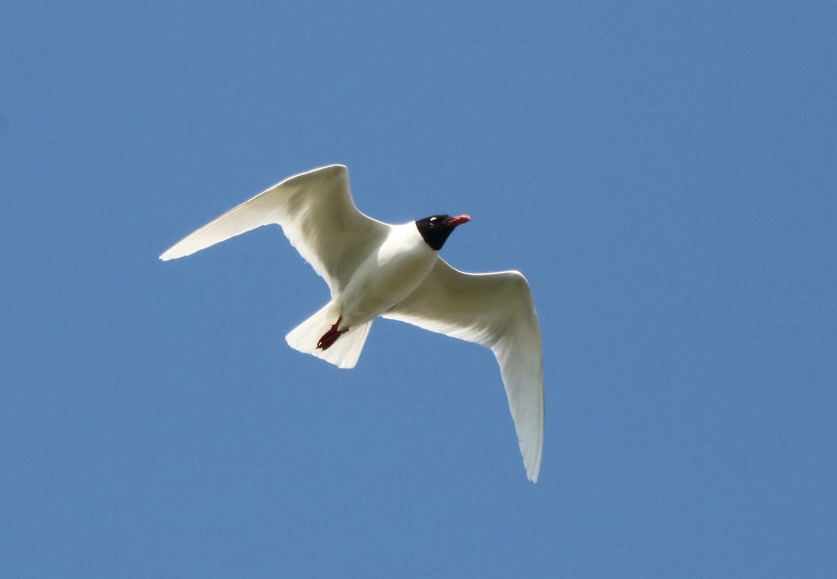 Mouette mélanocéphale - ML98764641