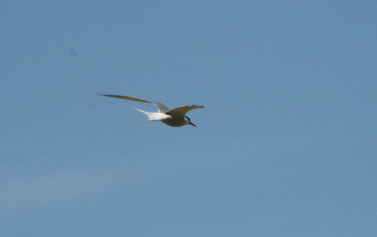 Common Tern - Letty Roedolf Groenenboom