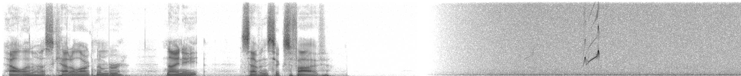 Pluvier à bandeau noir - ML98765