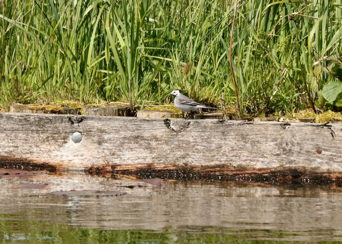 White Wagtail - Letty Roedolf Groenenboom