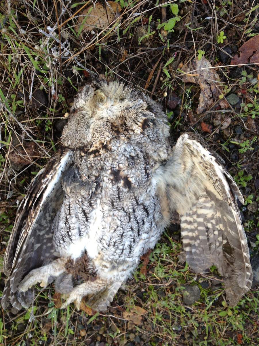 Western Screech-Owl - ML98765111