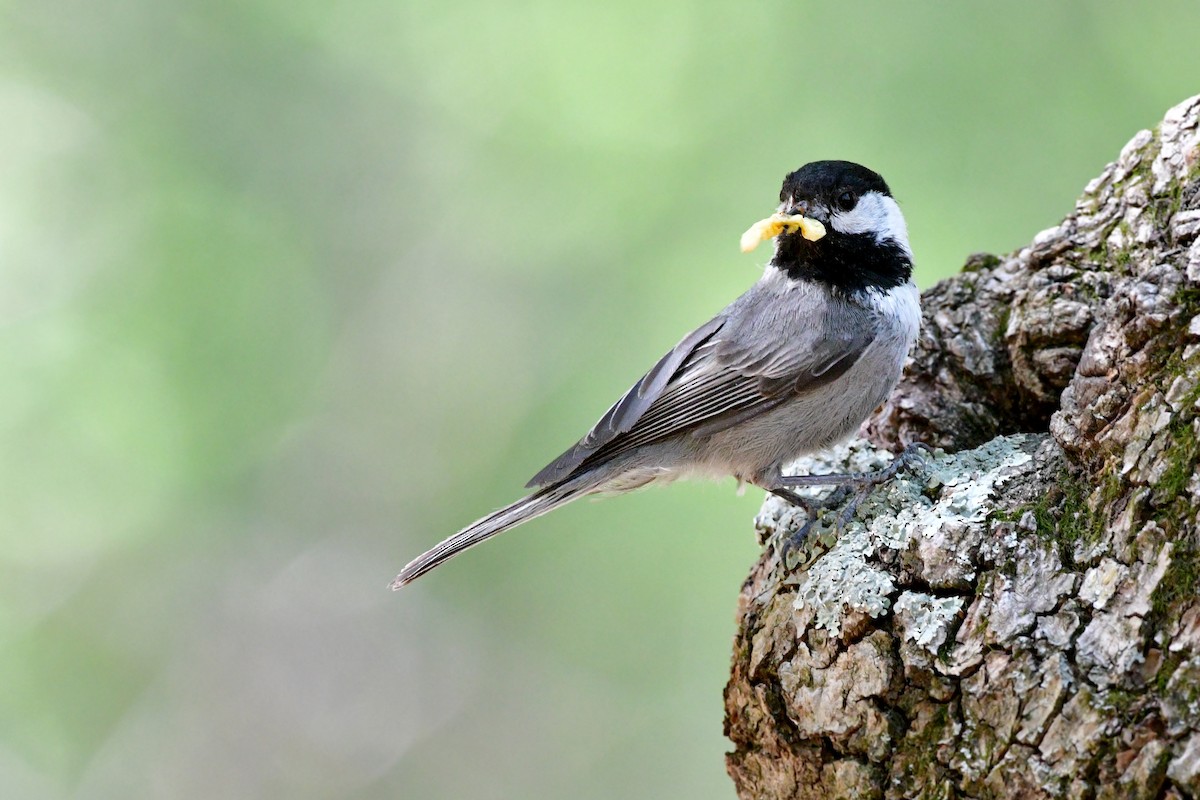 Mexican Chickadee - ML98765681