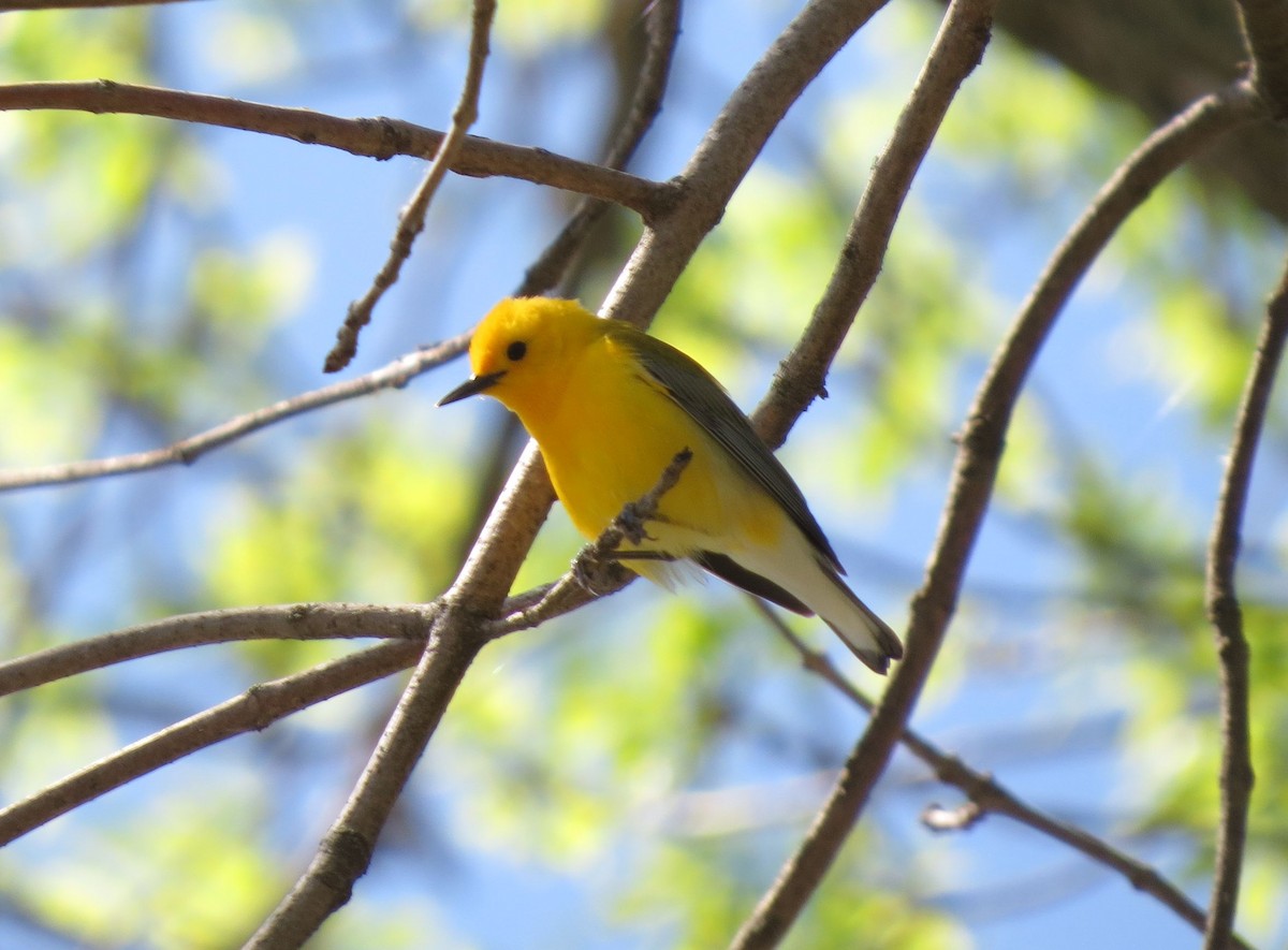 Prothonotary Warbler - Mark A. Brogie