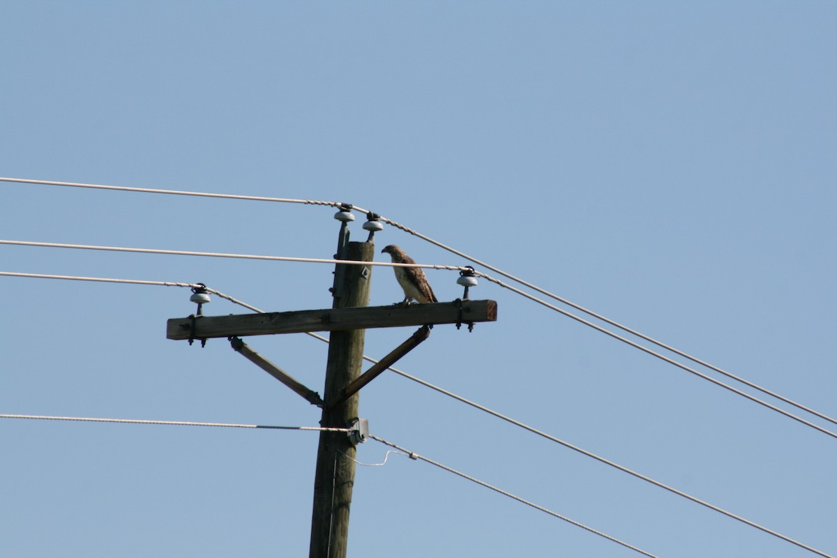 Red-tailed Hawk - ML98765841