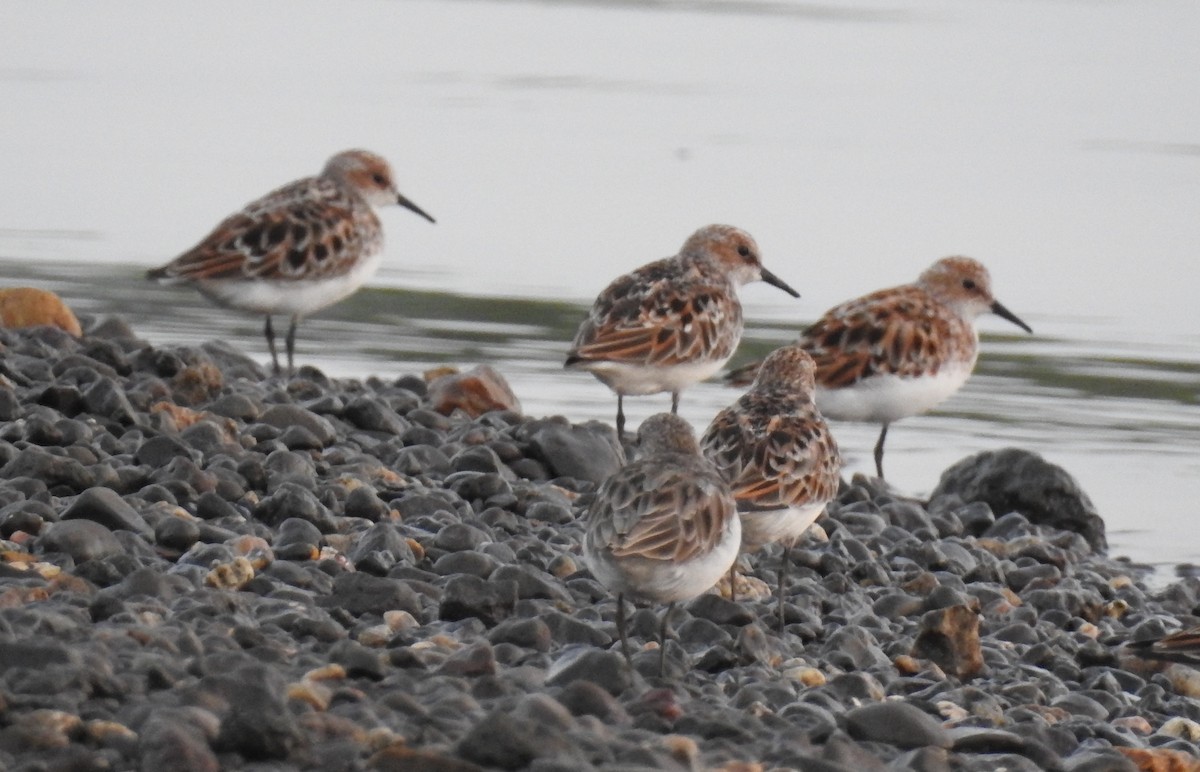 Little Stint - Raju Kasambe