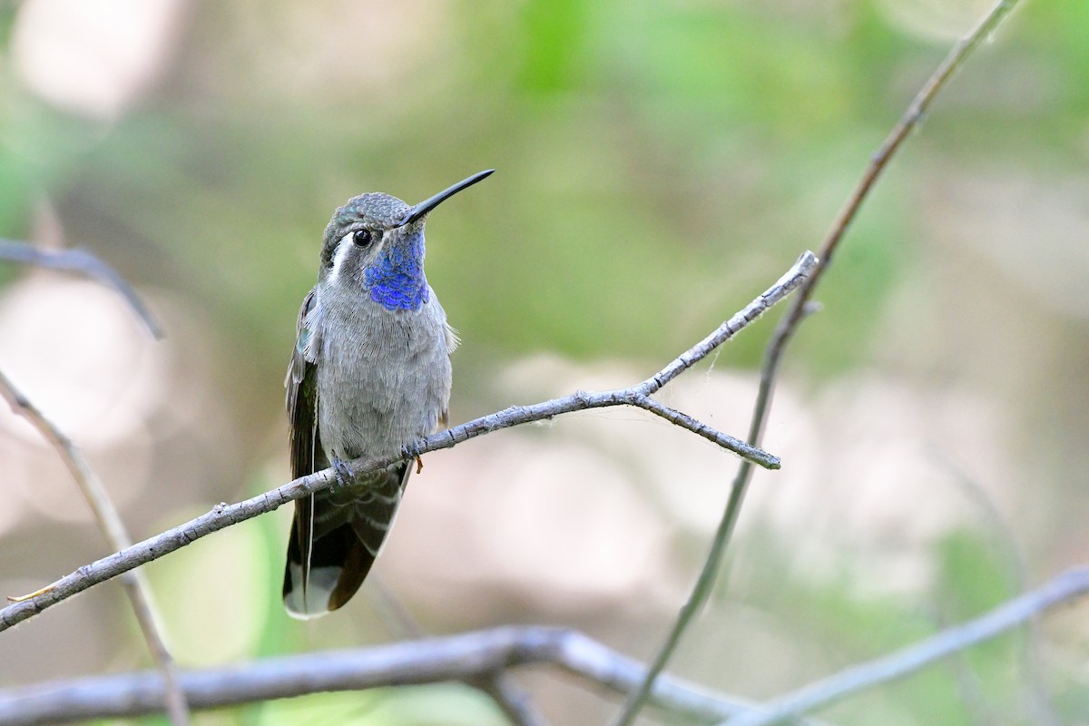 Blue-throated Mountain-gem - Bryan Calk