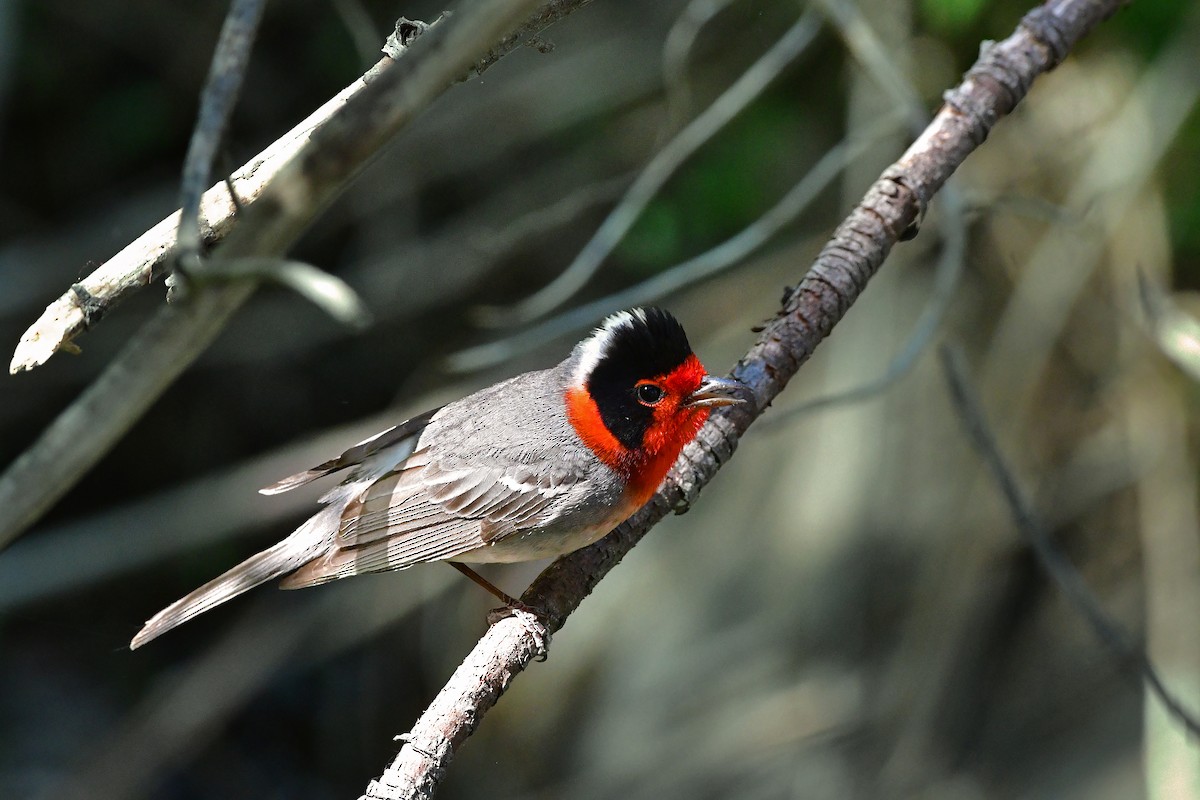 Red-faced Warbler - ML98766731