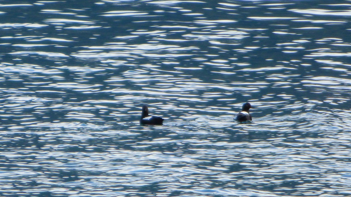 Pigeon Guillemot - ML98767221
