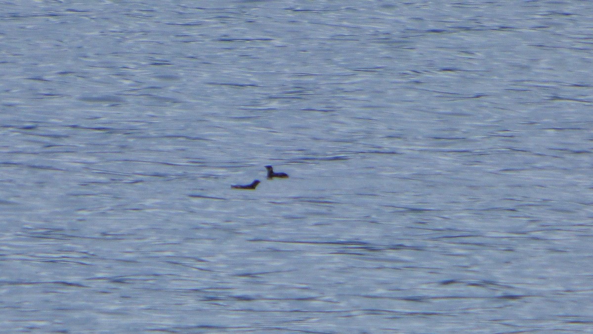 Marbled Murrelet - ML98767291